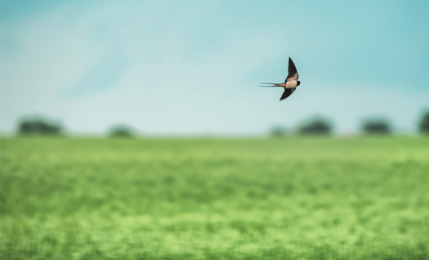 La biodiversité sacrifiée sur l’autel de la crise agricole